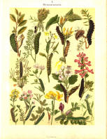 Chenilles - Planche d'Arnold Spuler n° 1. Cliquer pour ouvrir la page.