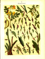 Chenilles - Planche d'Arnold Spuler n° 2. Cliquer pour ouvrir la page.