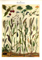 Chenilles - Planche d'Arnold Spuler n° 5. Cliquer pour ouvrir la page.