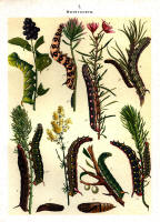 Chenilles - Planche d'Arnold Spuler n° 7. Cliquer pour ouvrir la page.