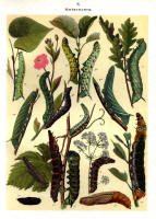 Chenilles - Planche d'Arnold Spuler n° 8. Cliquer pour ouvrir la page.