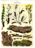Chenilles - Planche d'Arnold Spuler n° 11. Cliquer pour ouvrir la page.