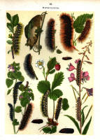 Chenilles - Planche d'Arnold Spuler n° 12. Cliquer pour ouvrir la page.