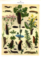 Chenilles - Planche d'Arnold Spuler n° 13. Cliquer pour ouvrir la page.