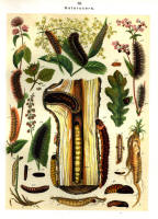 Chenilles - Planche d'Arnold Spuler n° 14. Cliquer pour ouvrir la page.