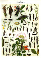 Chenilles - Planche d'Arnold Spuler n° 15. Cliquer pour ouvrir la page.