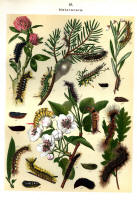 Chenilles - Planche d'Arnold Spuler n° 16. Cliquer pour ouvrir la page.