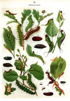 Chenilles - Planche d'Arnold Spuler n° 19. Cliquer pour ouvrir la page.