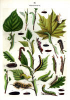 Chenilles - Planche d'Arnold Spuler n° 20. Cliquer pour ouvrir la page.