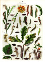 Chenilles - Planche d'Arnold Spuler n° 21. Cliquer pour ouvrir la page.