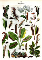 Chenilles - Planche d'Arnold Spuler n° 22. Cliquer pour ouvrir la page.