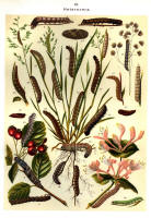 Chenilles - Planche d'Arnold Spuler n° 27. Cliquer pour ouvrir la page.