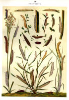 Chenilles - Planche d'Arnold Spuler n° 29. Cliquer pour ouvrir la page.