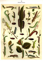 Chenilles - Planche d'Arnold Spuler n° 30. Cliquer pour ouvrir la page.