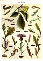Chenilles - Planche d'Arnold Spuler n° 31. Cliquer pour ouvrir la page.