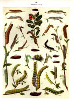 Chenilles - Planche d'Arnold Spuler n° 32. Cliquer pour ouvrir la page.