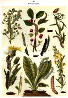 Chenilles - Planche d'Arnold Spuler n° 33. Cliquer pour ouvrir la page.