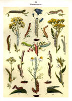 Chenilles - Planche d'Arnold Spuler n° 34. Cliquer pour ouvrir la page.
