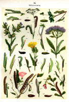 Chenilles - Planche d'Arnold Spuler n° 35. Cliquer pour ouvrir la page.