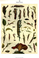 Chenilles - Planche d'Arnold Spuler n° 38. Cliquer pour ouvrir la page.