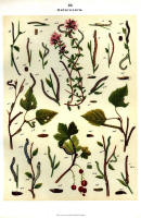 Chenilles - Planche d'Arnold Spuler n° 40. Cliquer pour ouvrir la page.