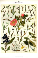 Chenilles - Planche d'Arnold Spuler n° 45. Cliquer pour ouvrir la page.