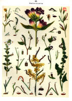Chenilles - Planche d'Arnold Spuler n° 46. Cliquer pour ouvrir la page.