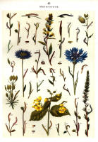 Chenilles - Planche d'Arnold Spuler n° 47. Cliquer pour ouvrir la page.