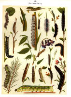Chenilles - Planche d'Arnold Spuler n° 48. Cliquer pour ouvrir la page.