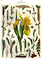 Chenilles - Planche d'Arnold Spuler n° 49. Cliquer pour ouvrir la page.
