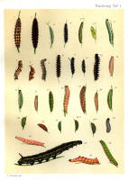 Chenilles - Planche d'Arnold Spuler - Annexe n° 1. Cliquer pour ouvrir la page.