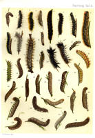 Chenilles - Planche d'Arnold Spuler - Annexe n° 2. Cliquer pour ouvrir la page.