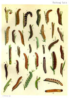 Chenilles - Planche d'Arnold Spuler - Annexe n° 3. Cliquer pour ouvrir la page.