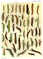 Chenilles - Planche d'Arnold Spuler - Annexe n° 5. Cliquer pour ouvrir la page.