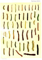 Chenilles - Planche d'Arnold Spuler - Annexe n° 6. Cliquer pour ouvrir la page.