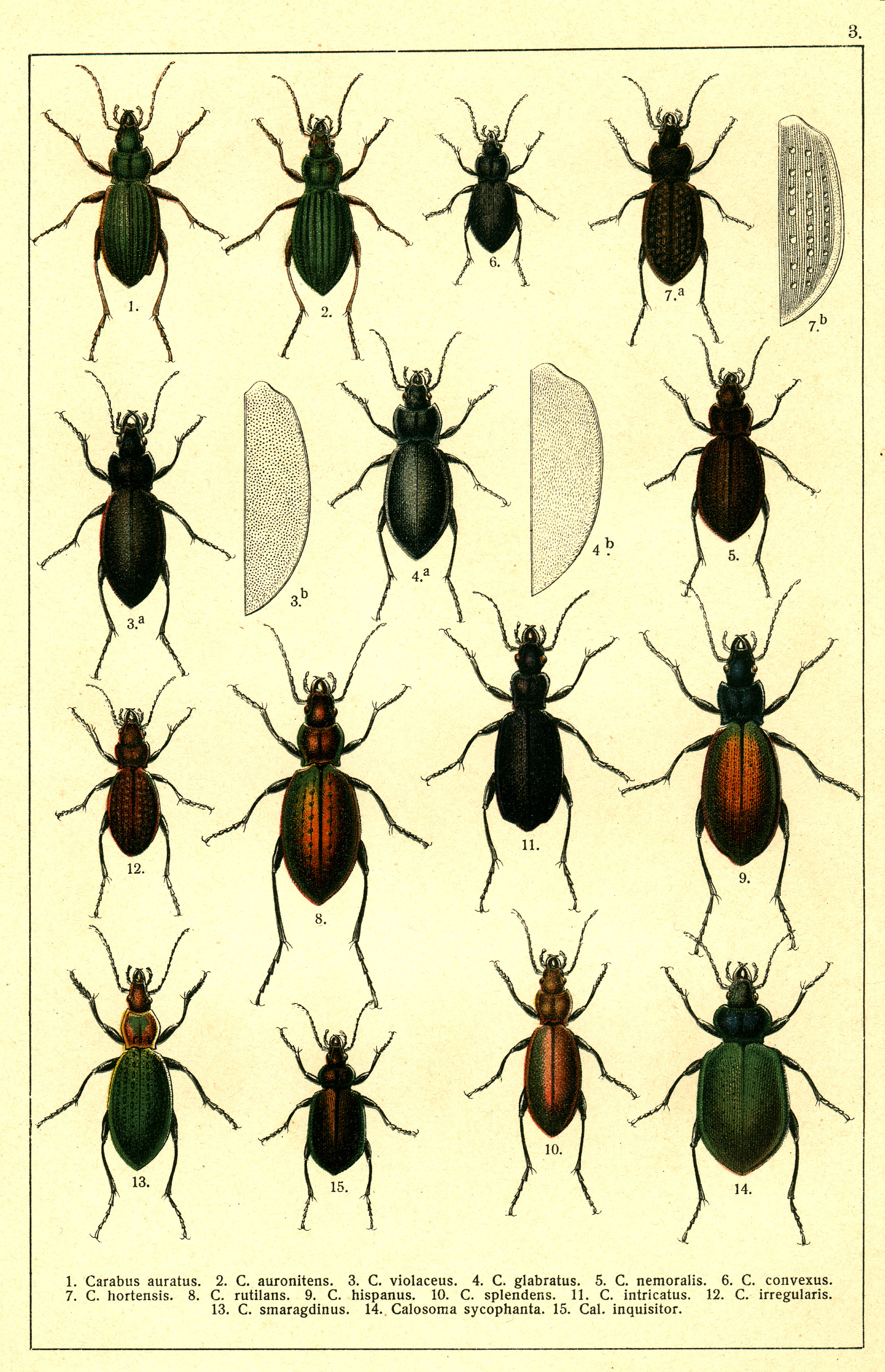 Les coléoptères - Planche de Gueorgui Jacobson n° 3