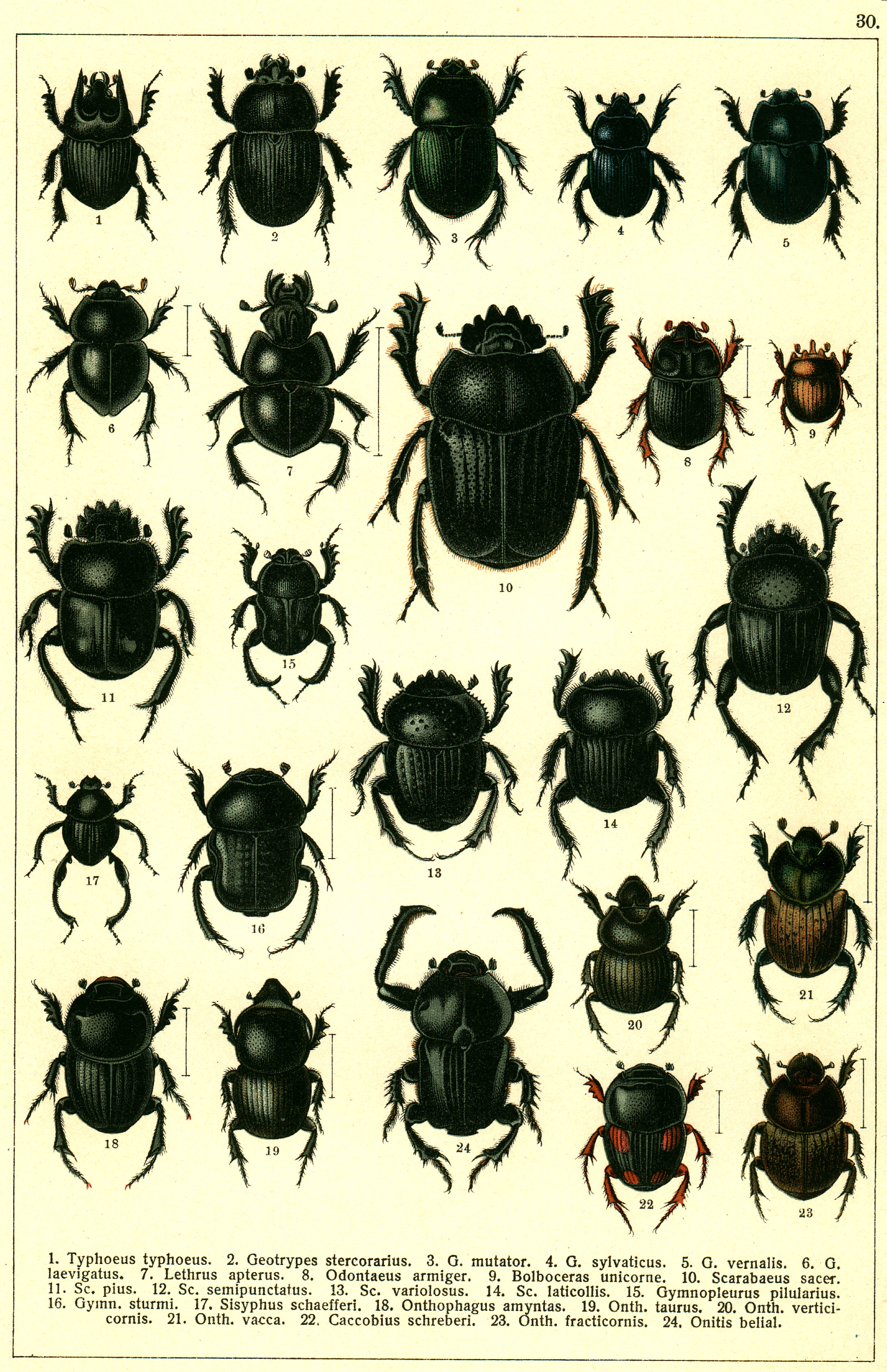 Les coléoptères - Planche de Gueorgui Jacobson n° 30