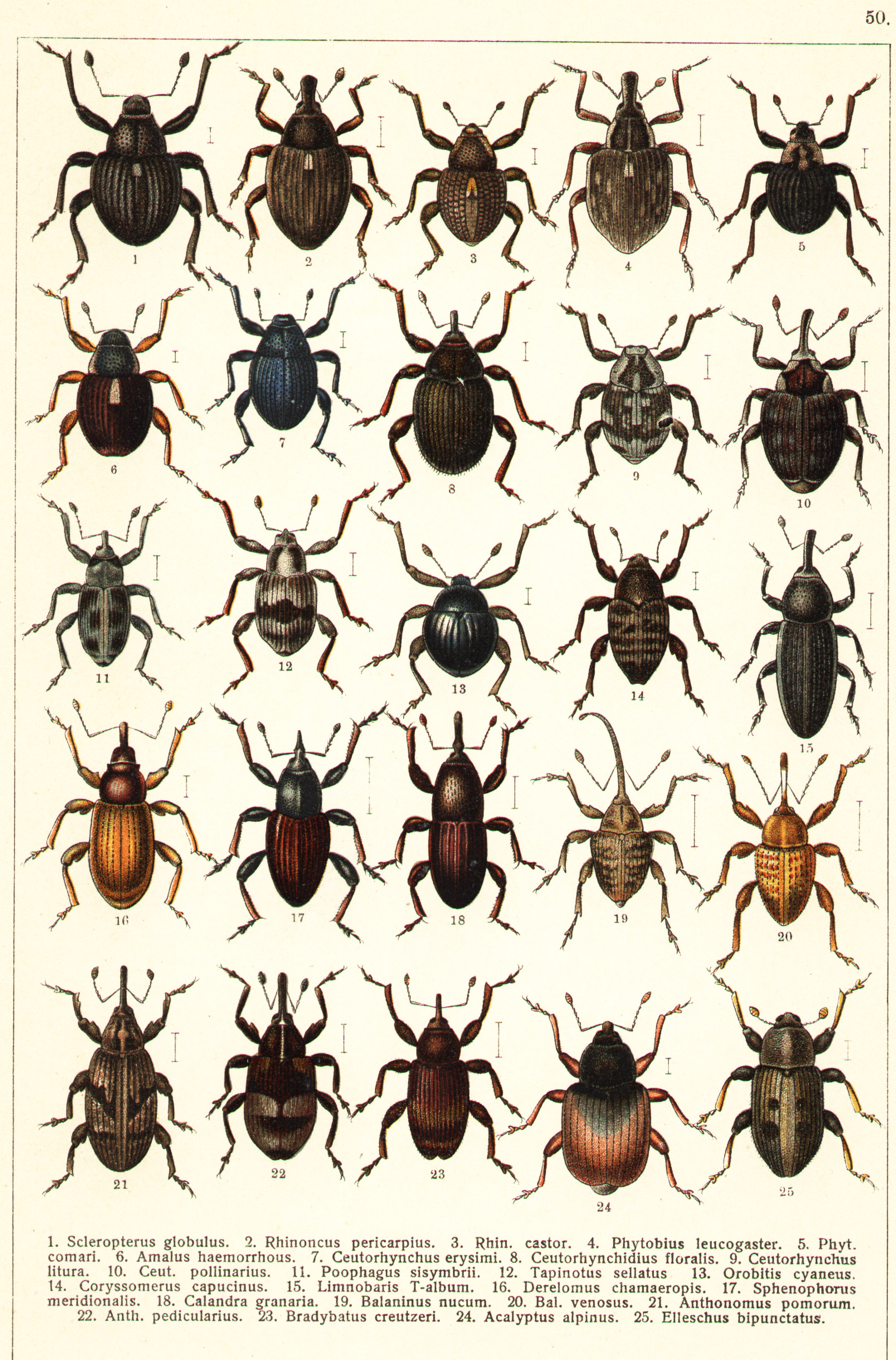 Les coléoptères - Planche de Gueorgui Jacobson n° 50