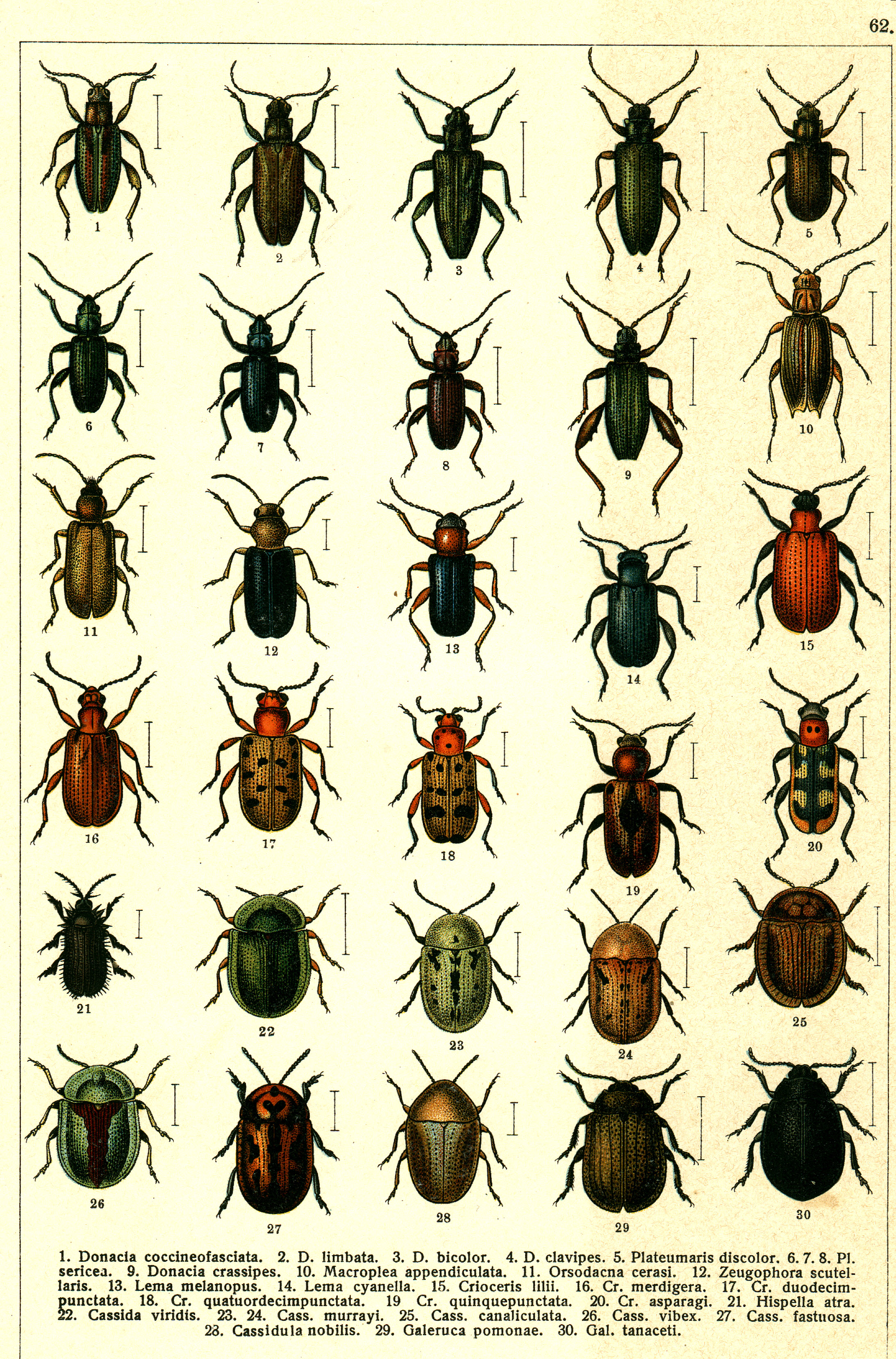 Les coléoptères - Planche de Gueorgui Jacobson n° 62