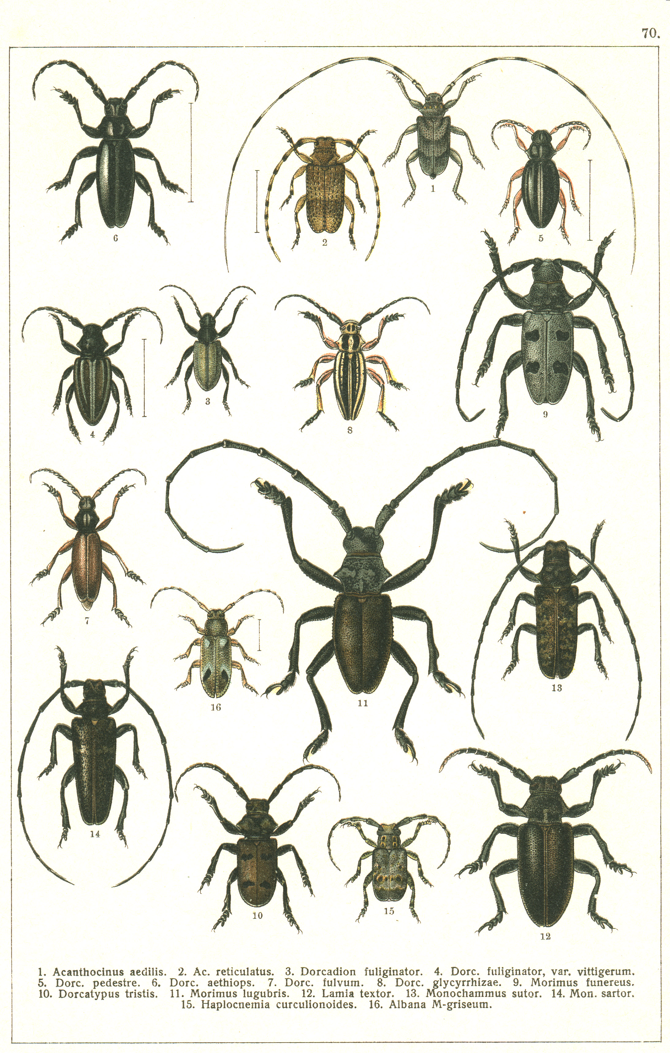 Les coléoptères - Planche de Gueorgui Jacobson n° 70