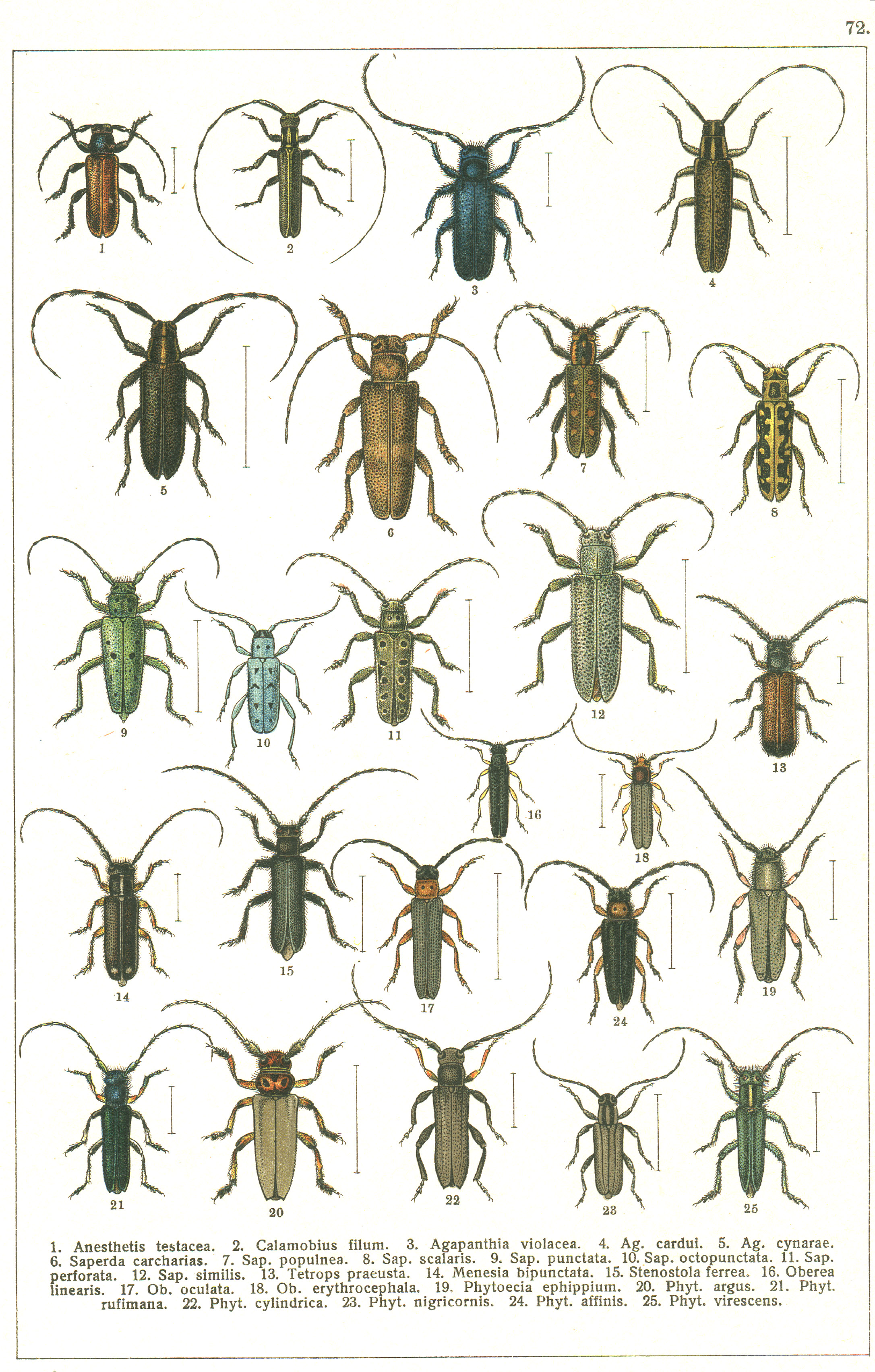 Les coléoptères - Planche de Gueorgui Jacobson n° 72