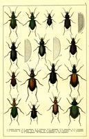 Planche Gueorgui Jacobson n° 3. Cliquer pour ouvrir la page.
