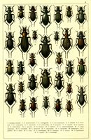 Planche Gueorgui Jacobson n° 4. Cliquer pour ouvrir la page.