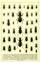 Planche Gueorgui Jacobson n° 6. Cliquer pour ouvrir la page.