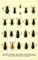 Planche Gueorgui Jacobson n° 8. Cliquer pour ouvrir la page.