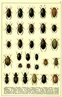 Planche Gueorgui Jacobson n° 10. Cliquer pour ouvrir la page.
