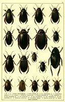 Planche Gueorgui Jacobson n° 11. Cliquer pour ouvrir la page.