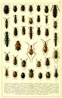 Planche Gueorgui Jacobson n° 12. Cliquer pour ouvrir la page.