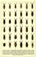 Planche Gueorgui Jacobson n° 13. Cliquer pour ouvrir la page.