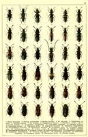 Planche Gueorgui Jacobson n° 15. Cliquer pour ouvrir la page.